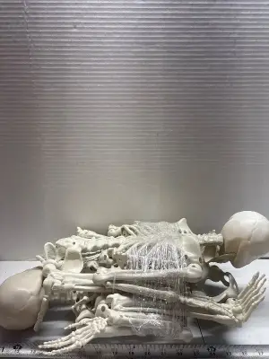 (2) 36” skeletons
