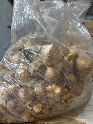 Bag of daffodil bulbs