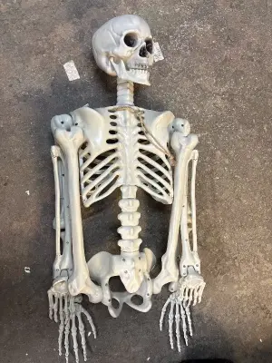 60” skeleton