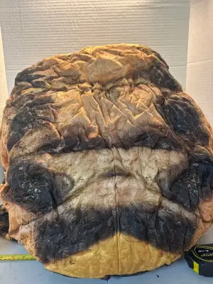 Wearable turtle shell