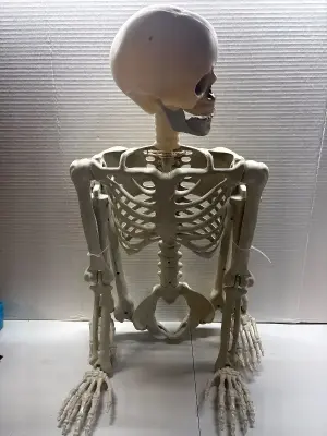 60” skeleton