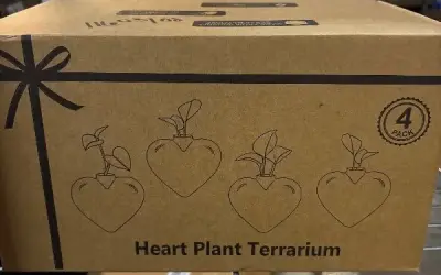 4pk heart plant terrariums