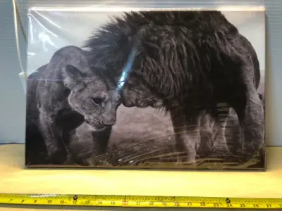 Lion couple picture