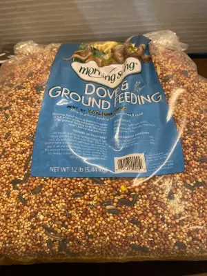 dove & ground feeding