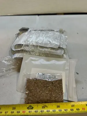 lots of perennial lobelia seeds k