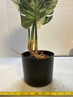 faux plant