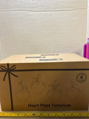 4 pack plant terrarium heart shaped