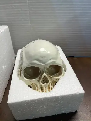 replica resin head bone