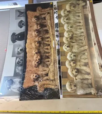 6 ct long dog prints