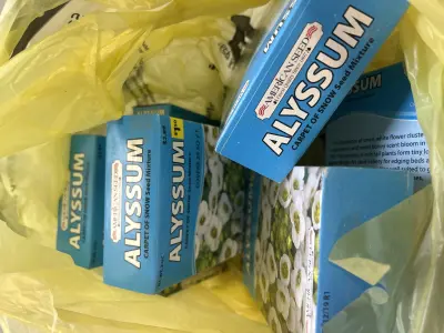 six boxes of carpet of snow seed mixture