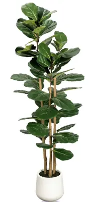 180cm 4 trunk fiddle leaf tree (similar to image)