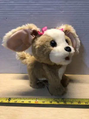 For real pet dog ripped ear