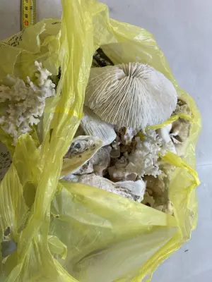 bag of coral and shells needs cleaned