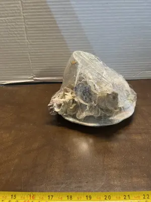 plate/mug, seashells