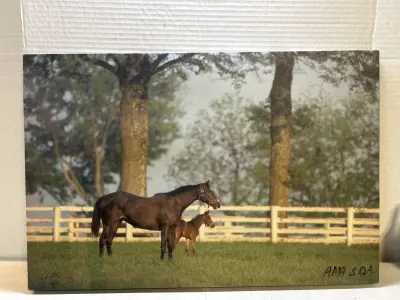 horse photo print