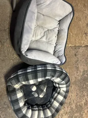 2 dog beds need cleaned