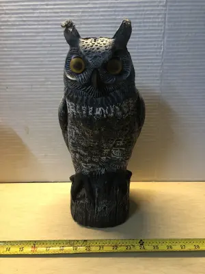 Garden owl chewed ear