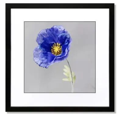 2 17x17 photo frames