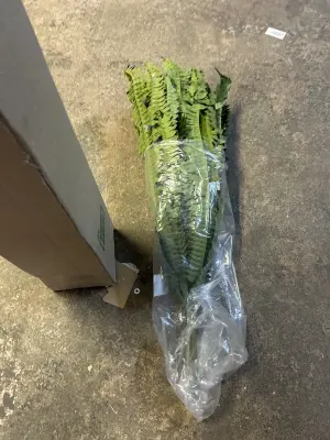 faux plant