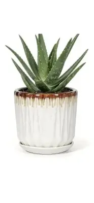 7.5 inch ceramic planter