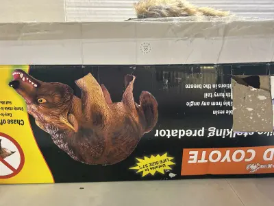 3d coyote